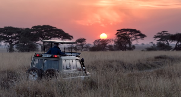 Wildlife and Safaris